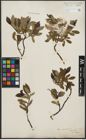 Foto von Salix phylicifolia L.